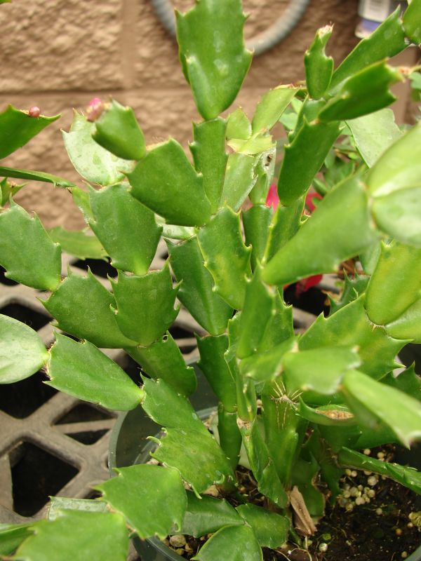 Christmas Cactus (Schlumbergera truncata)