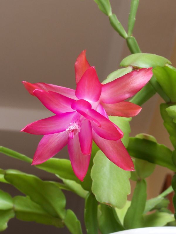 Christmas Cactus (Schlumbergera truncata)