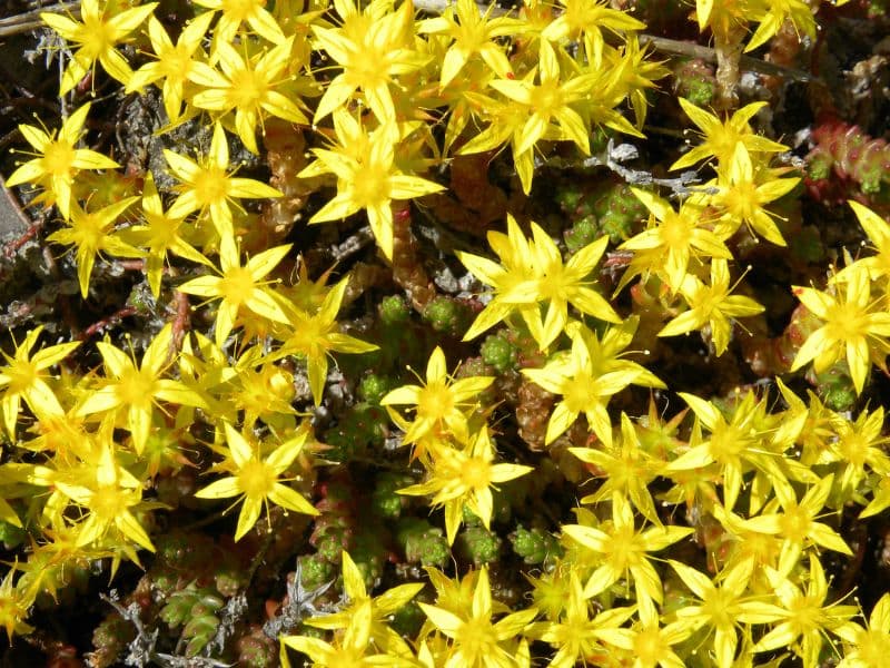 Goldmoss Stonecrop (Sedum acre)