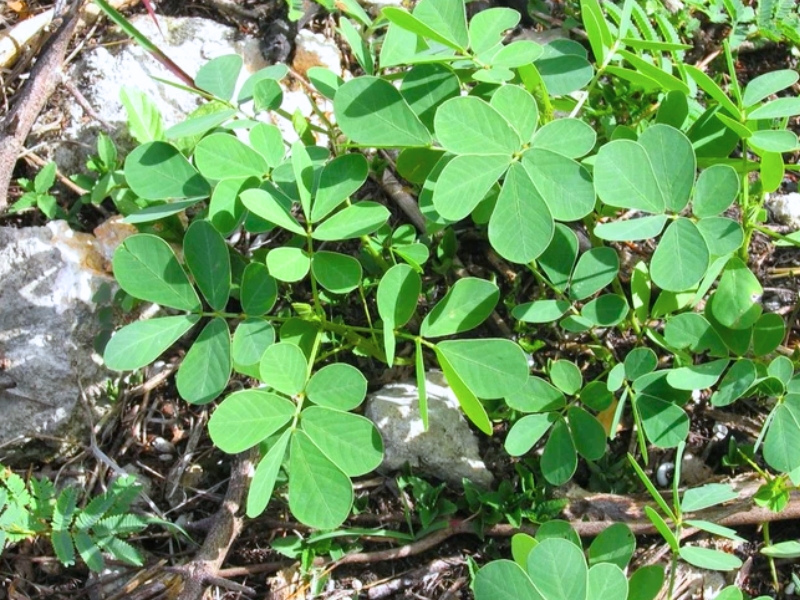 Sicklepod (Senna obtusifolia)