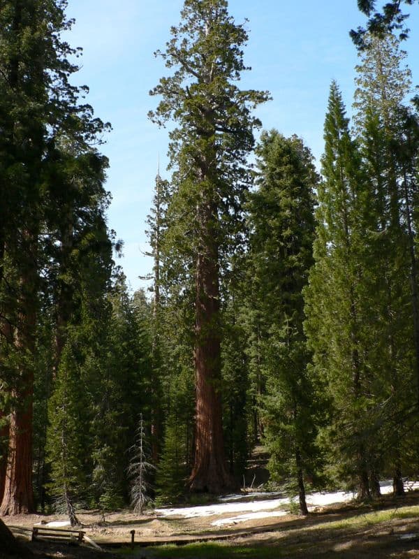 Giant Sequoia (Sequoiadendron giganteum)