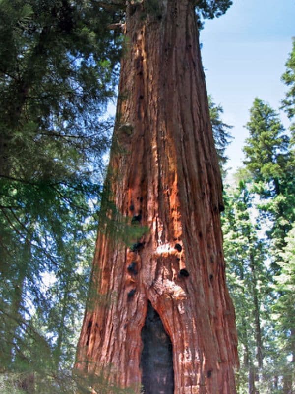 Giant Sequoia (Sequoiadendron giganteum)