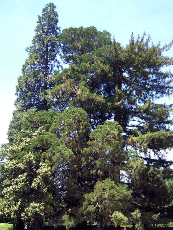 Giant Sequoia (Sequoiadendron giganteum)