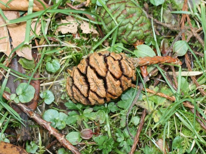 Giant Sequoia (Sequoiadendron giganteum)