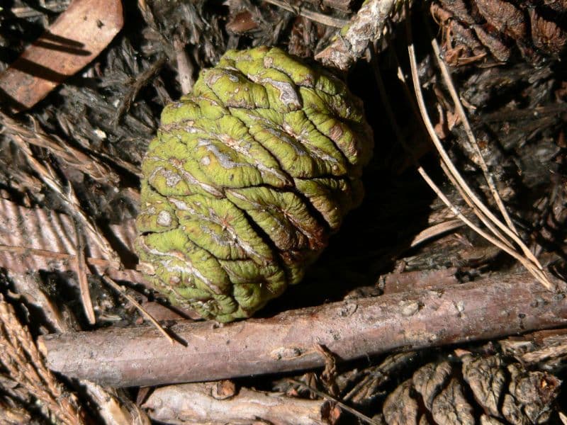 Giant Sequoia (Sequoiadendron giganteum)