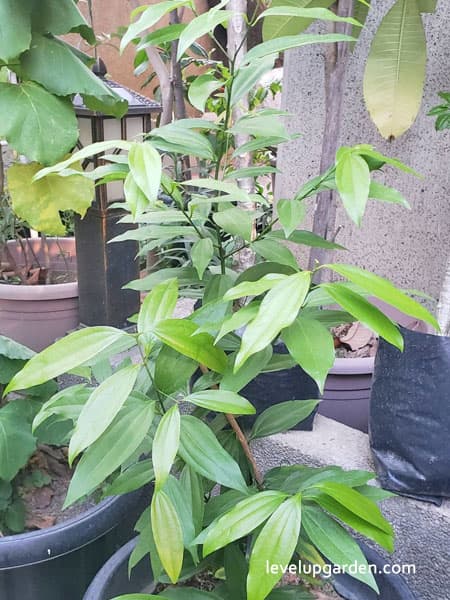 Cinnamon Tree (Cinnamomum verum) Information