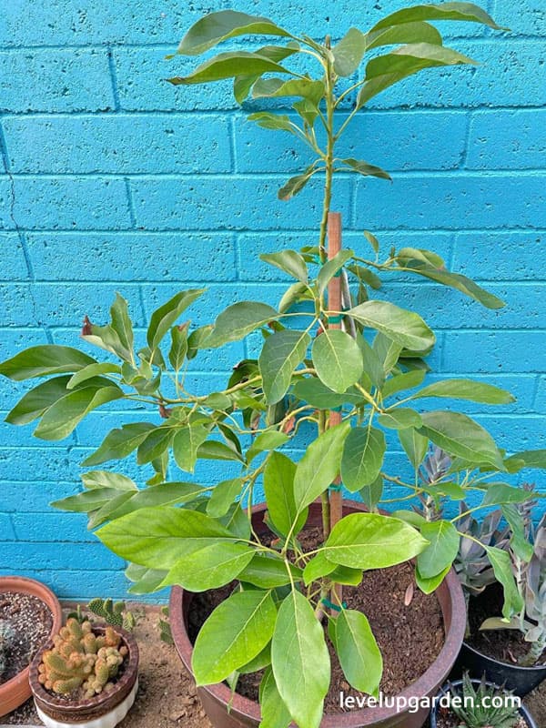 Hass Avocado Tree (Persea americana 'Hass') Information