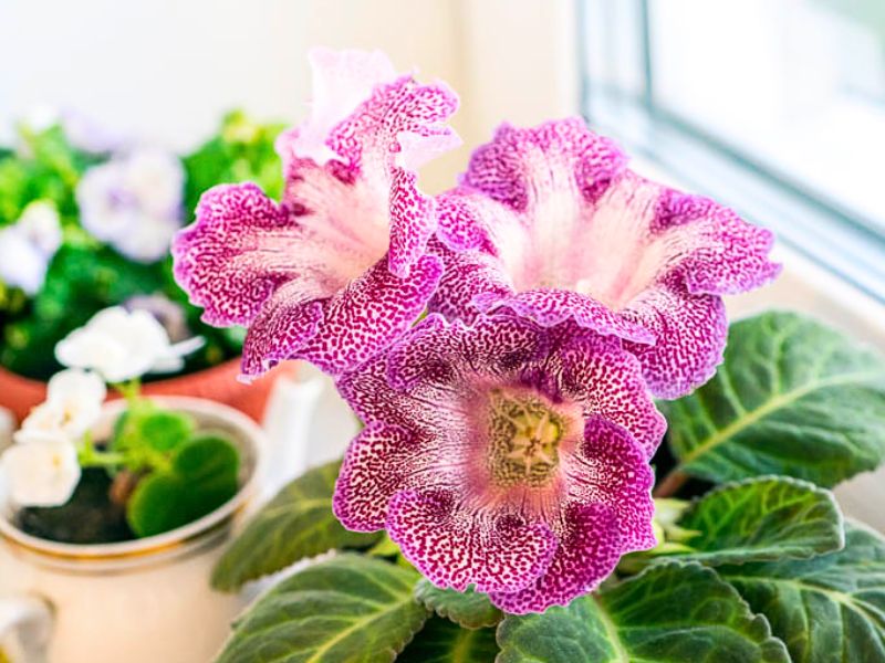 Gloxinia (Sinningia speciosa)