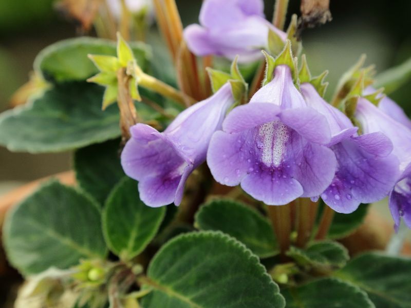 Gloxinia (Sinningia speciosa)