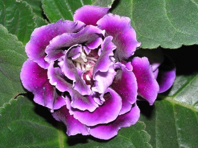 Gloxinia (Sinningia speciosa)