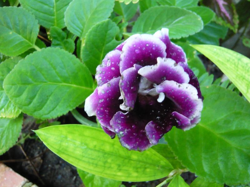 Gloxinia (Sinningia speciosa)