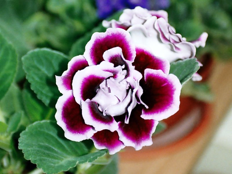 Gloxinia (Sinningia speciosa)