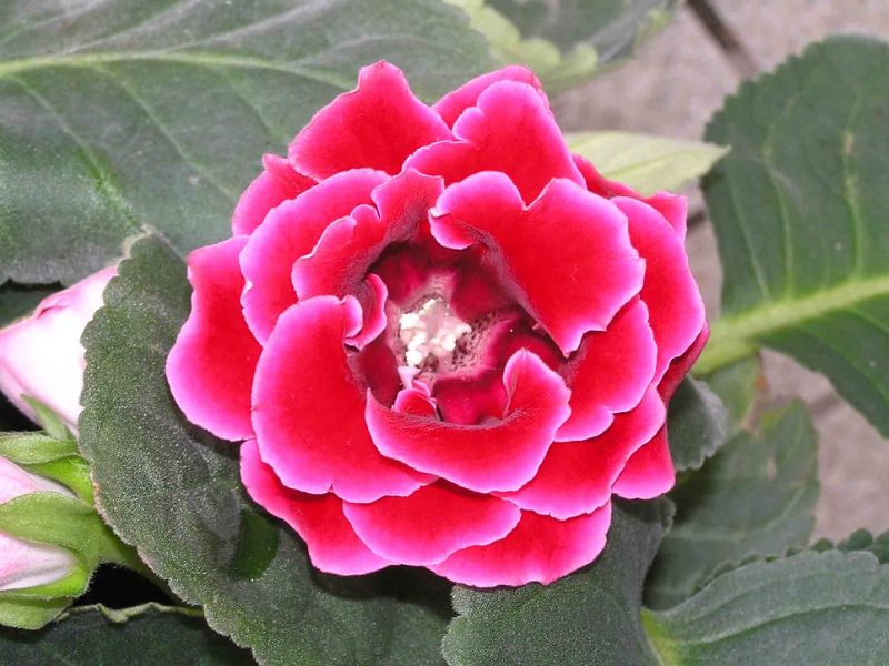 Gloxinia (Sinningia speciosa)