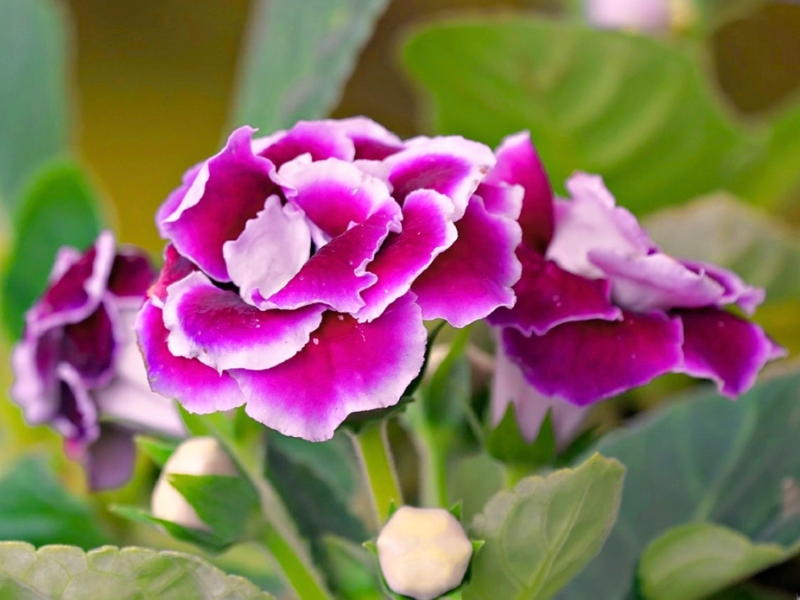 Gloxinia (Sinningia speciosa)