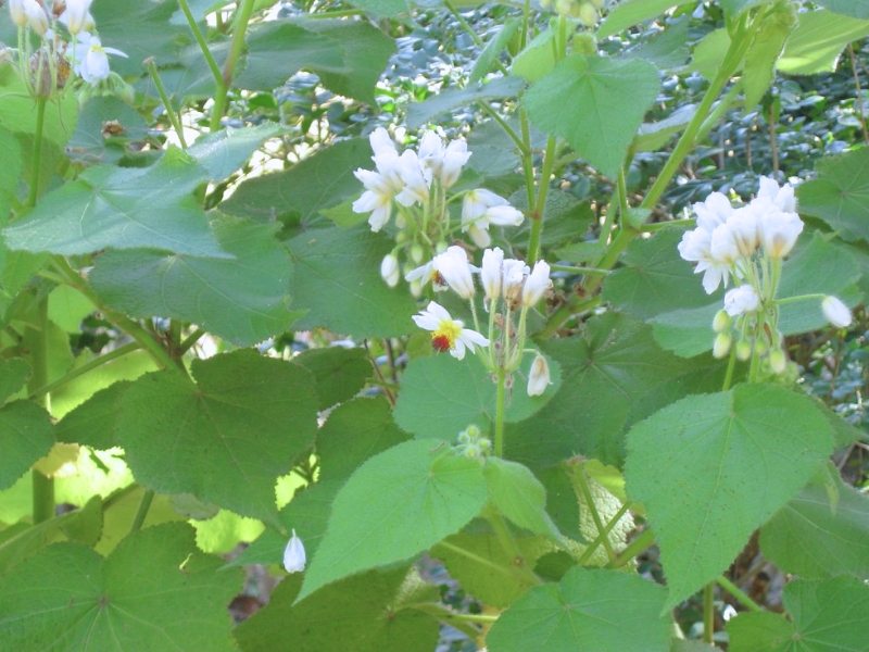 African Hemp (Sparmannia africana)