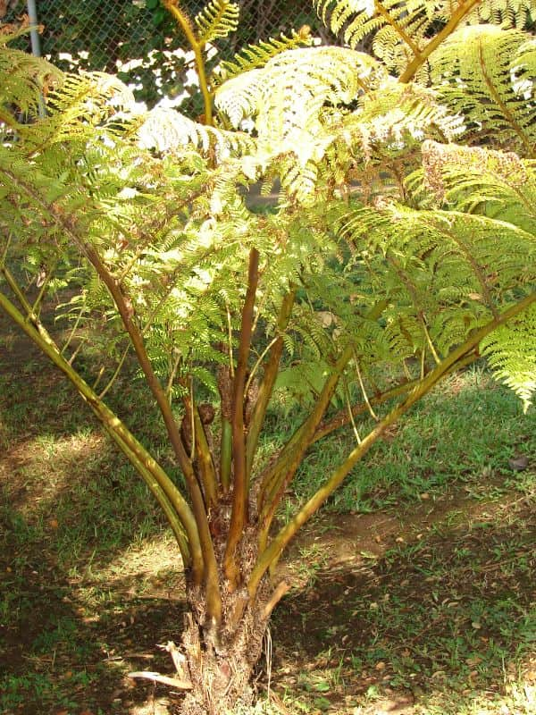 Australian Tree Fern (Sphaeropteris cooperi)