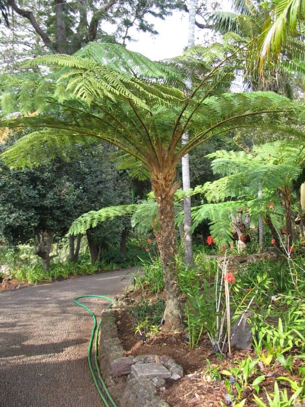 Australian Tree Fern (Sphaeropteris cooperi)