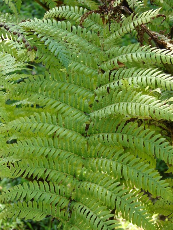 Australian Tree Fern (Sphaeropteris cooperi)