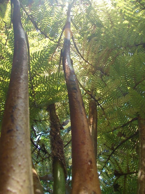 Australian Tree Fern (Sphaeropteris cooperi)