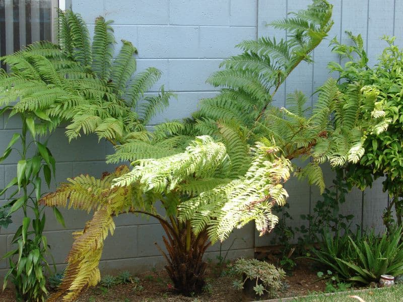 Australian Tree Fern (Sphaeropteris cooperi)