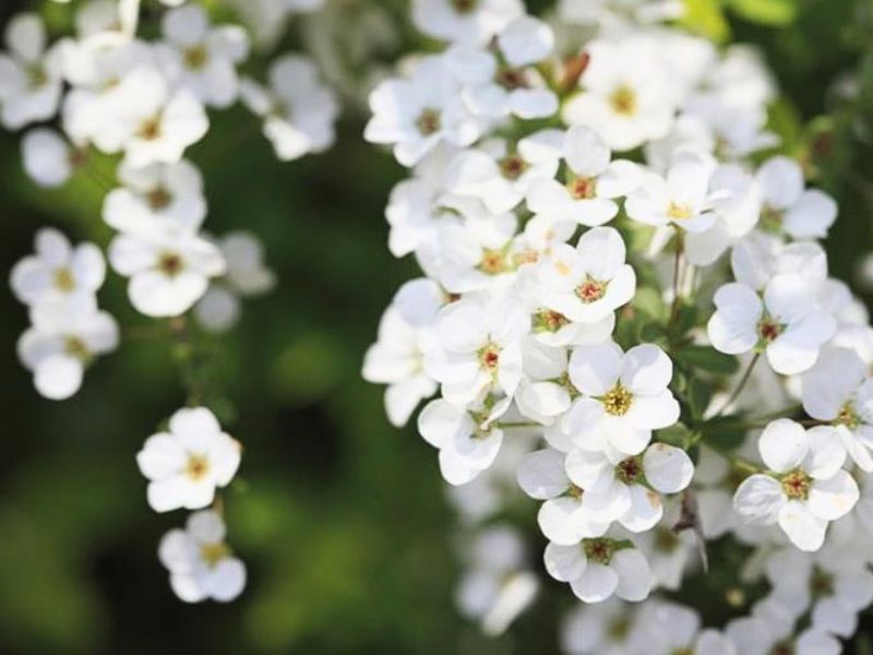 Thunberg Spiraea (Spiraea thunbergii)