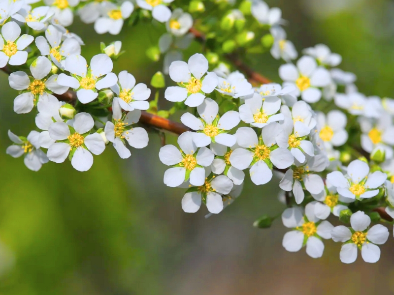 Thunberg Spiraea (Spiraea thunbergii)