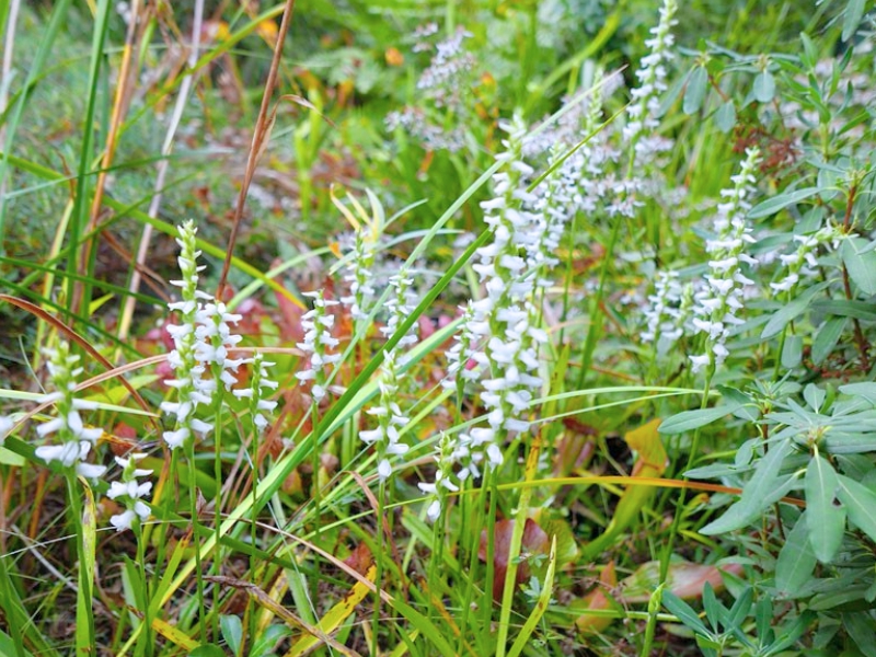 Nodding Lady's Tresses (Spiranthes cernua)