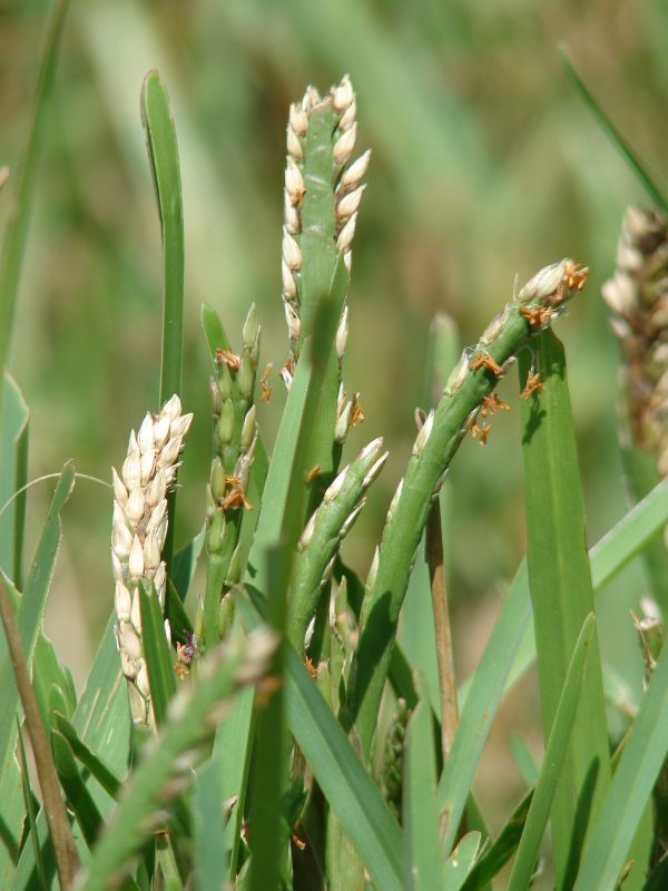 St. Augustine Grass (Stenotaphrum secundatum)