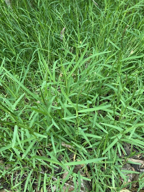 St. Augustine Grass (Stenotaphrum secundatum)