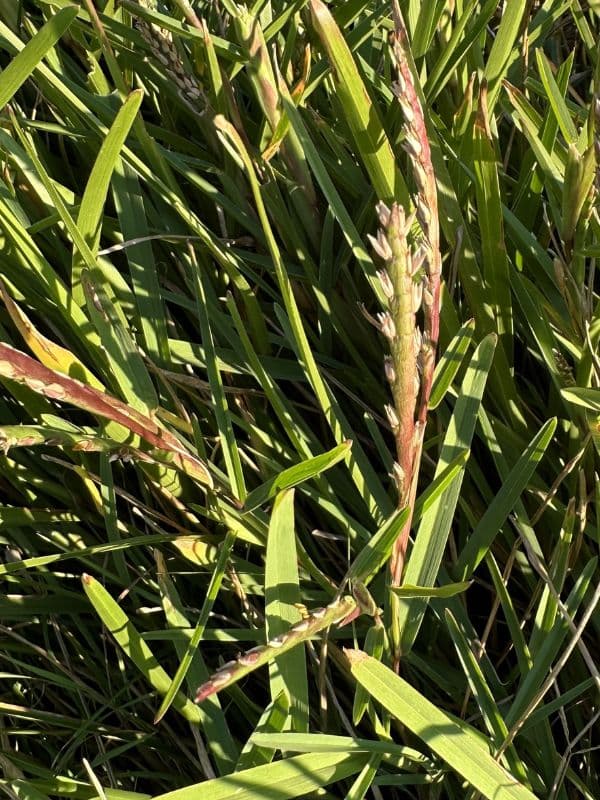 St. Augustine Grass (Stenotaphrum secundatum)