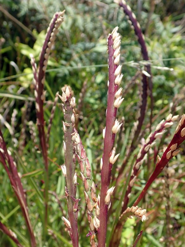 St. Augustine Grass (Stenotaphrum secundatum)