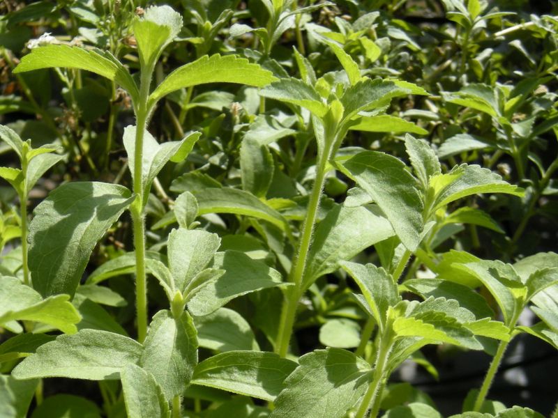 Candyleaf (Stevia rebaudiana)