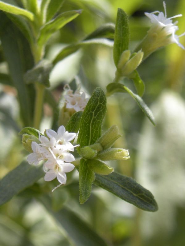 Candyleaf (Stevia rebaudiana)