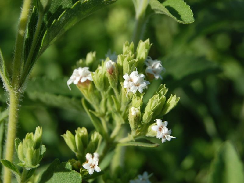 Candyleaf (Stevia rebaudiana)