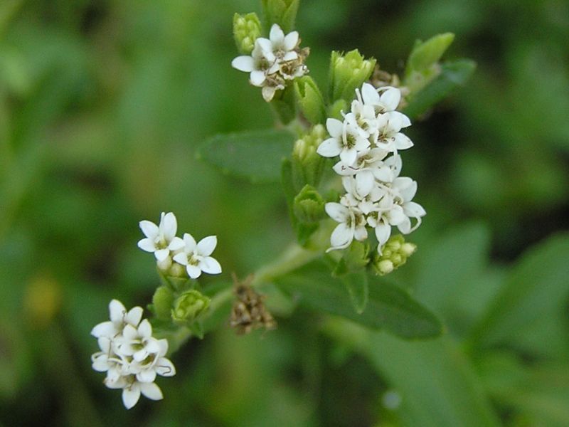 Candyleaf (Stevia rebaudiana)