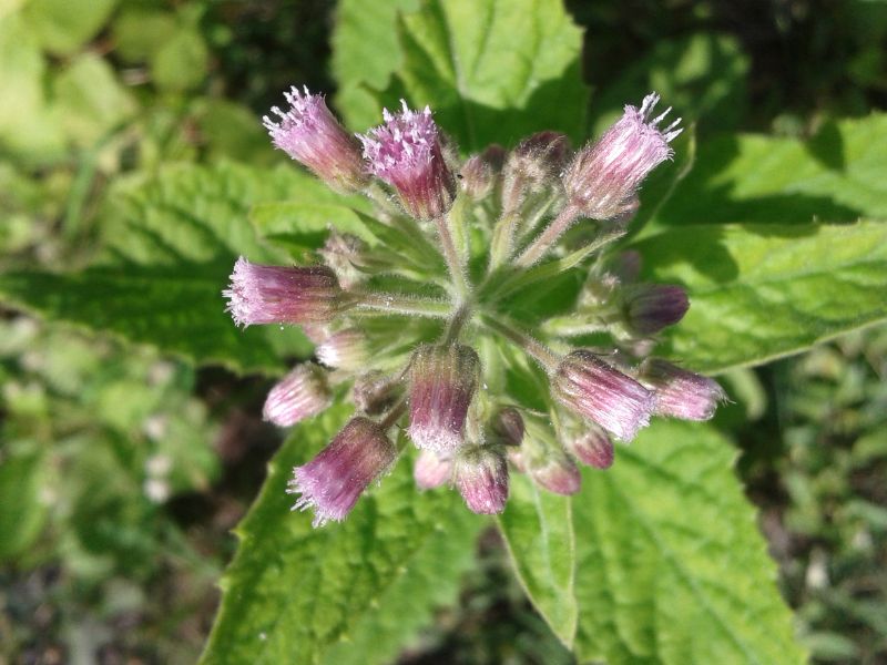 Candyleaf (Stevia rebaudiana)