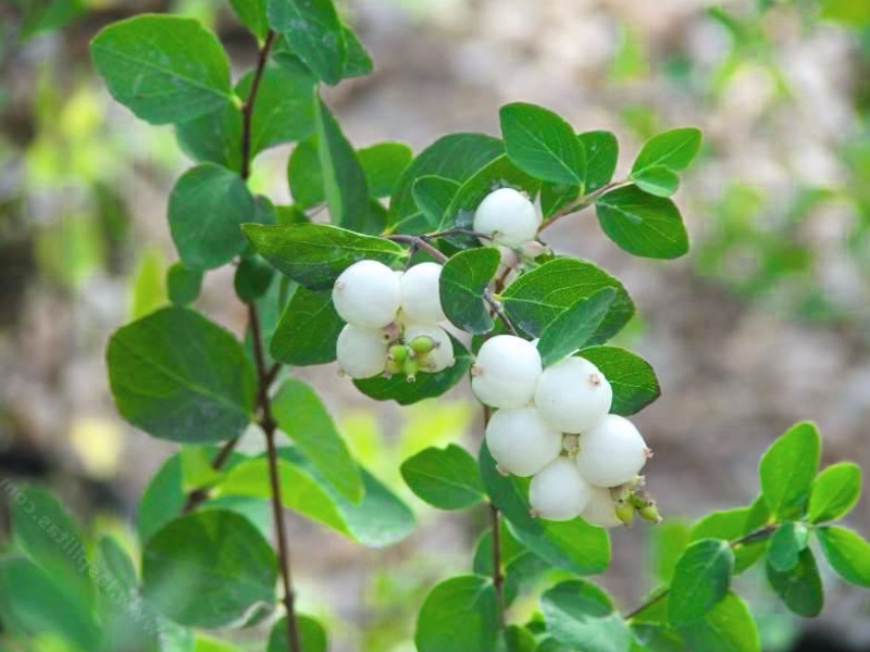 Common Snowberry (Symphoricarpos albus)