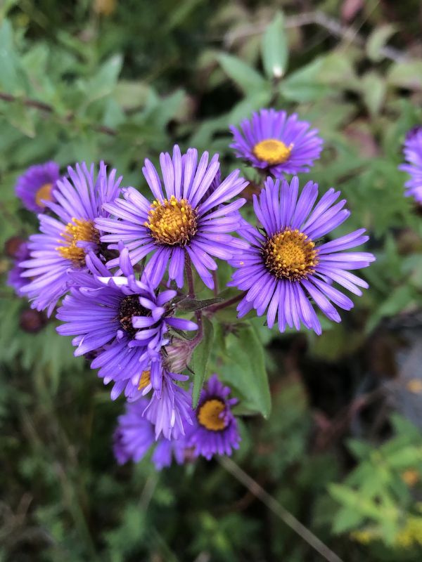 New England Aster (Symphyotrichum novae-angliae)