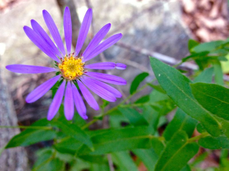 New England Aster (Symphyotrichum novae-angliae)