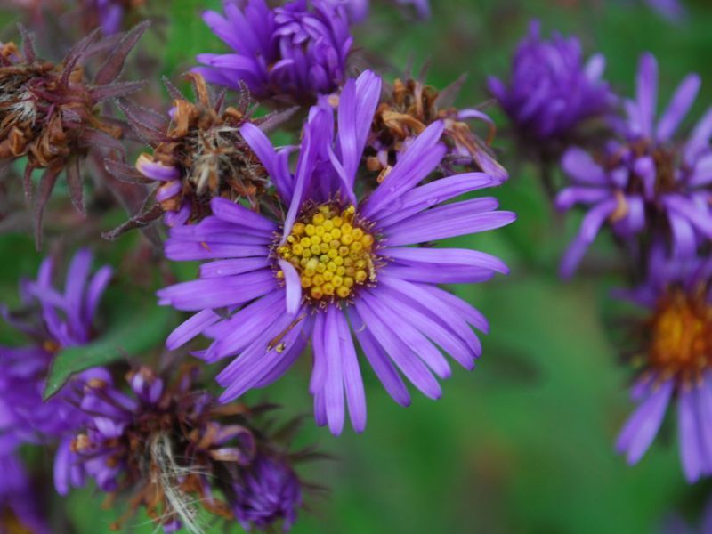 New England Aster (Symphyotrichum novae-angliae)