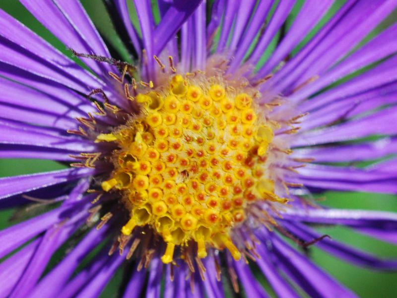 New England Aster (Symphyotrichum novae-angliae)