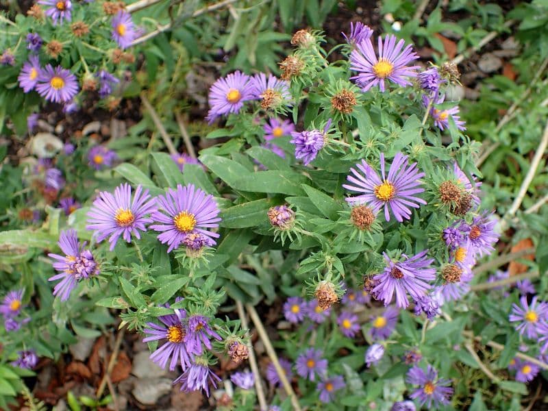 New England Aster (Symphyotrichum novae-angliae)