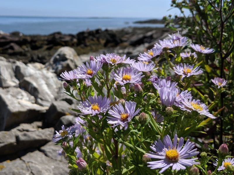 New York Aster (Symphyotrichum novi-belgii)