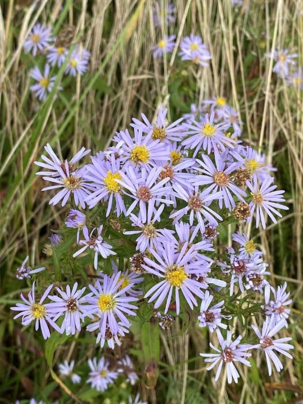 New York Aster (Symphyotrichum novi-belgii)