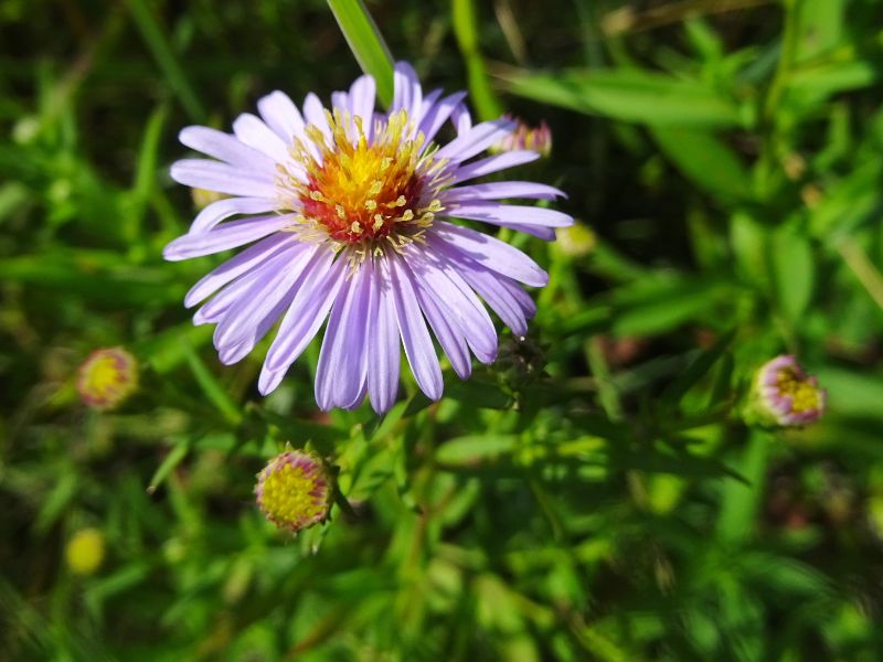 New York Aster (Symphyotrichum novi-belgii)