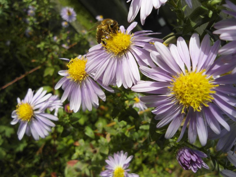 New York Aster (Symphyotrichum novi-belgii)