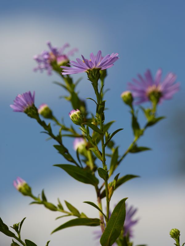 New York Aster (Symphyotrichum novi-belgii)