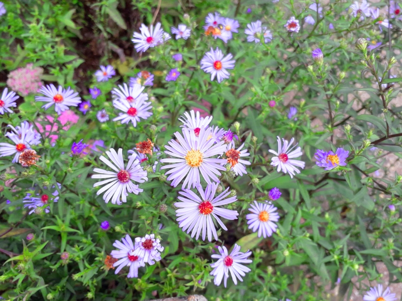 New York Aster (Symphyotrichum novi-belgii)