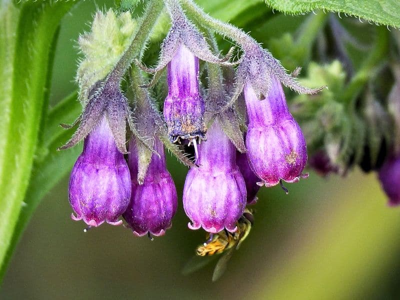 Common Comfrey (Symphytum officinale)