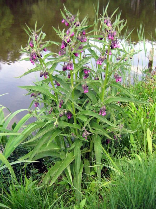 Common Comfrey (Symphytum officinale)